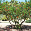 Гранат обыкновенный (лат. Punica granatum), семена