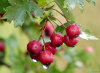 Боярышник Мейера (лат. Crataegus meyeri), семена