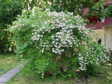 Кольквиция прелестная (лат. Kolkwitzia amabilis), семена