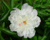 Пион молочноцветковый 'A la Mode' (лат. Paeonia lactiflora 'A la Mode'), семена