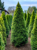 Туя западная Смарагд (лат. Thuja occidentalis 'Smaragd'), семена