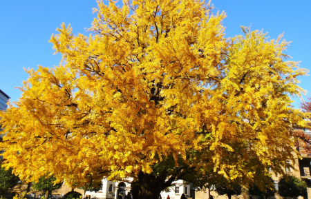 Гинкго Билоба (лат. Ginkgo Biloba), саженец, 1 шт