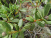 Рододендрон мелколистный (лат. Rhododendron parvifolium), семена 0,02 грамма