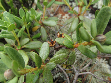 Рододендрон мелколистный (лат. Rhododendron parvifolium), семена 0,02 грамма