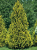 Туя западная Санкист (Thuja occidentalis 'Sunkist'), семена