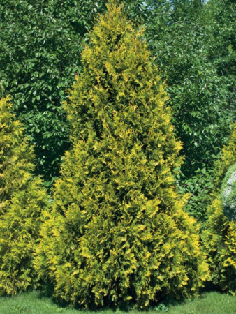 Туя западная Санкист (Thuja occidentalis 'Sunkist'), семена