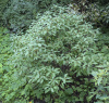 Рододендрон канадский фиолетовый (лат. Rhododendron canadense) 0,02 грамма, семена
