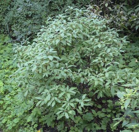 Рододендрон канадский фиолетовый (лат. Rhododendron canadense) 0,02 грамма, семена
