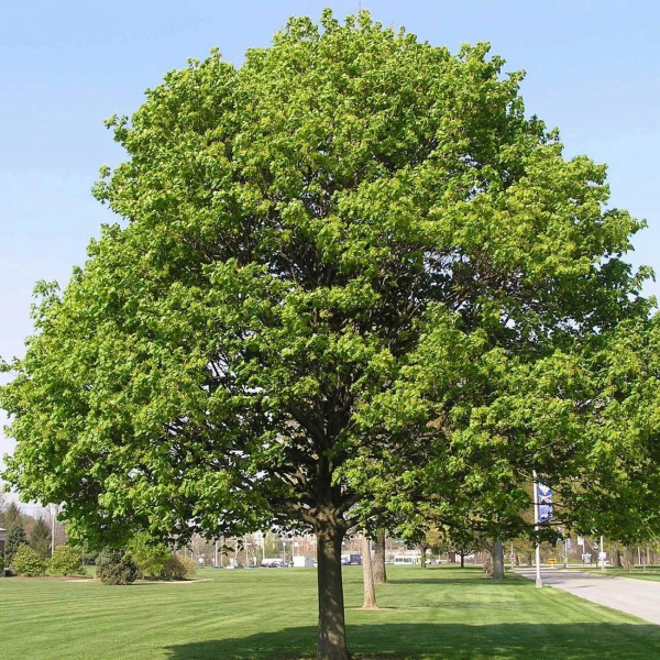 Клен остролистный (лат. Acer platanoides), семена