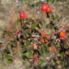 Шиповник турецкий (лат. Rosa turcica), семена