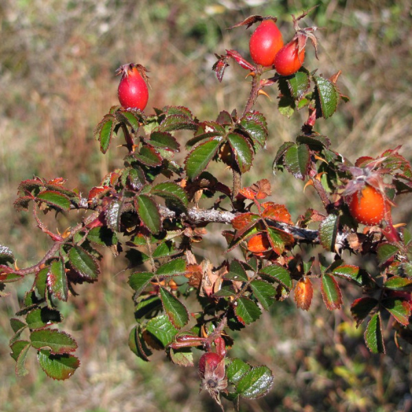 Шиповник турецкий (лат. Rosa turcica), семена