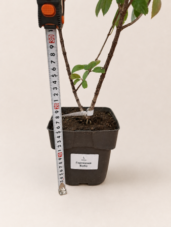 Гортензия метельчатая Бобо (лат. Hydrangea paniculata 'Bobo') С3, саженец