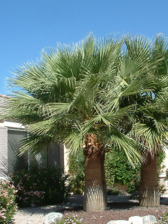 Пальма Вашингтония нитеносная (лат. Washingtonia filifera), саженец, 1 шт