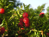 Тис остроконечный "Фармен" (лат. Taxus cuspidata "Фармен"), семена