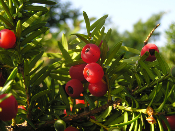 Тис остроконечный "Фармен" (лат. Taxus cuspidata "Фармен"), семена