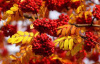 Рябина обыкновенная (лат. Sorbus aucuparia), семена