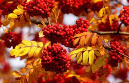 Рябина обыкновенная (лат. Sorbus aucuparia), семена