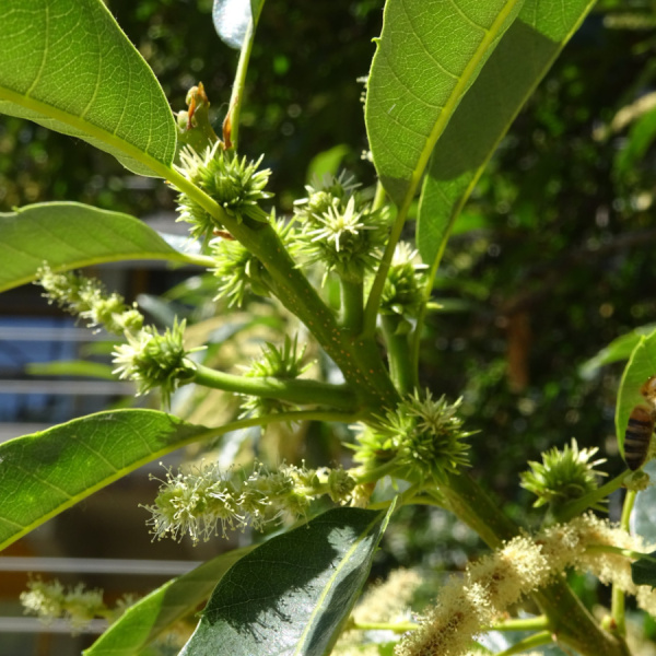 Каштан городчатый, или Каштан японский (лат. Castanea crenata) 5 штук, семена