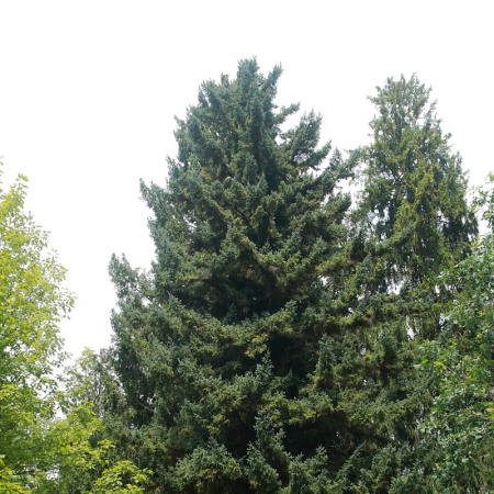 Ель Глена (лат. Рicea glehnii), семена 0,2 грамма
