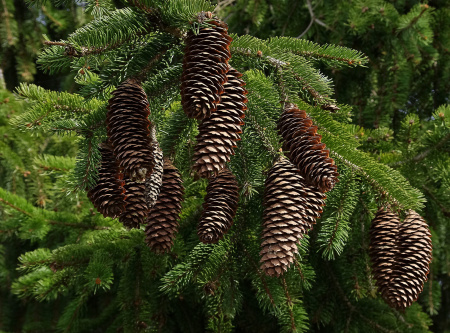 Ель сибирская (лат. Picea obovata), семена