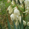 Юкка гибридная (лат. Yucca glauca x gloriosa), семена 0,2 грамма