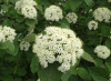Калина Гордовина (лат. Viburnum lantana), семена