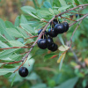 Вишня Бессея, или Вишня песчаная (лат. Cerasus bessyi), семена