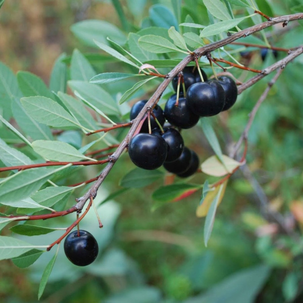 Вишня Бессея, или Вишня песчаная (лат. Cerasus bessyi), семена