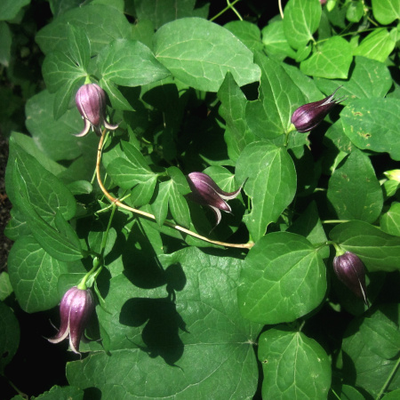 Клематис бурый (лат. Clematis fusca), семена