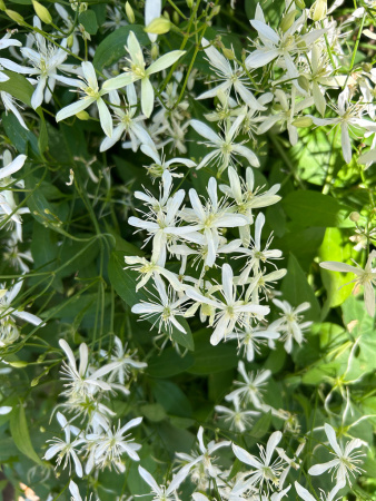 Клематис трехцветковый (лат. Clematis terniflora), семена 