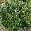 Лавровишня лекарственная (лат. Prunus laurocerasus), семена