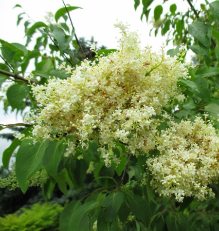 Сирень пекинская (лат. Syringa pekinensis), семена