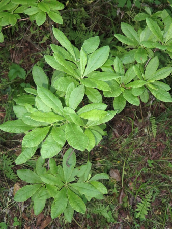 Рододендрон японский (лат. Rhododendron japonicum), семена 0,05 грамма
